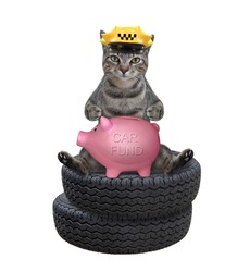 A gray cat taxi driver in a yellow cap puts money in a piggy bank for a new car. White background. Isolated.