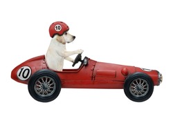 A dog labrador in a protective helmet drives a retro red sports car. White background. Isolated.