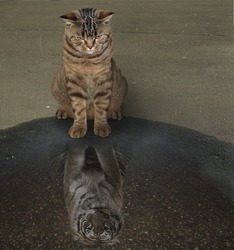 The cat is sitting and looking in a puddle. His reflection looks like a tiger. It is megalomania.