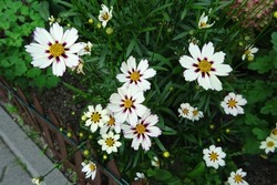 Coreopsis white yellow flowers, varieties - Star Cluster
