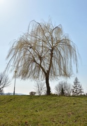 Photo of willow without leaves against the sky on a grassy hill photo taken at the end of winter with no snow