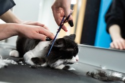 Veterinarian is shearing a cat with scissors in a pet beauty salon. A female Barber shaves a black and white cat. Grooming animals. 