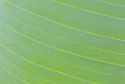 green banana leaf background ,Green Nature Wallpaper.