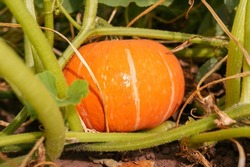 Pumpkin growing in the vegetable garden. Growing pumpkins. 