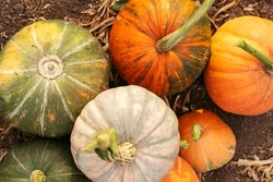 Different varieties of pumpkins in one pile in the garden. Colorful vegetables. top view.