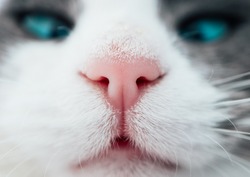 Lovely funny kitten face. White cat's nose, macro view. Curious animal portrait close up.