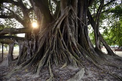 large and oldest Banyan tree 