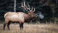 An elk in Jasper Canada