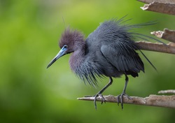A little blue heron in Florida 