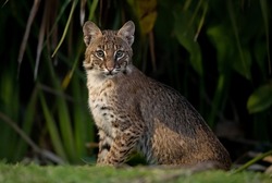 A bobcat in southern Florida 