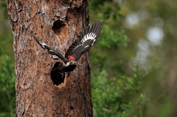 Pileated woodpecker nest in Florida 