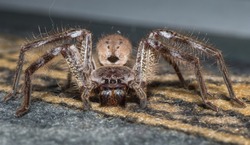 Huntsman, a large Australian spider