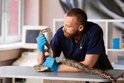 Veterinarian in clinic examines snake. Care and care for reptiles. Exotic pets.