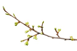 Spring tree branch with green buds isolated on white background.