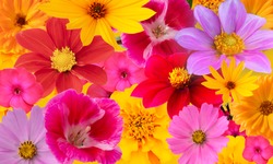 Background from bright multi-colored autumn flowers. Collage