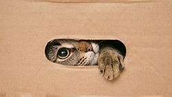 Cat looks out the slit cardboard box