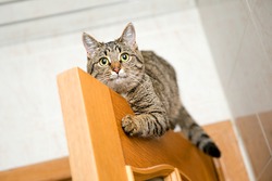cat home sitting on top of the open wooden doors of oak veneer on a background of blurred walls and ceiling