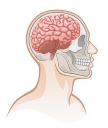 Human head 
