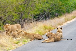 Lions relax on the street in the Kruger National Park in South Africa on safari in Mpumalanga.