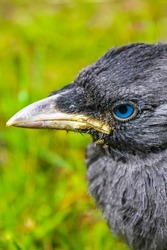 Young black crow jackdaw Corvus monedula with blue eyes sitting in green grass and on a green background in Klushof Bremerhaven Germany.