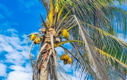 Tropical natural mexican palm tree with coconuts and blue sky background at Tulum ruins archeological site in Tulum Mexico.