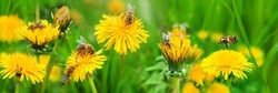 bees pollinates a yellow dandelion against a background of green grass. blooming yellow flower close-up with a bee. summer nature on the field. a bee makes honey on a flower. nectar bee. banner format