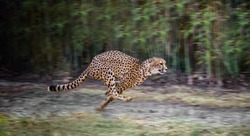 running full speed cheetah 