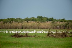 
masses of Great egret in 
lagoon