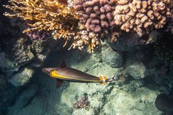 Orangespine Unicornfish or Elegant Unicornfish, Naso elegans. Red Sea, Egypt.          