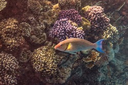 Longnose parrotfish. Red Sea, Egypt.             