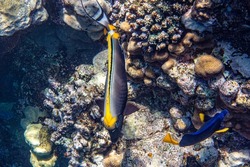 Orangespine Unicornfish or Elegant Unicornfish, Naso elegans. Red Sea, Egypt.   