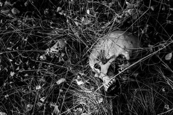 A human skull in the grass 