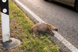 A young wild boar found death in road traffic