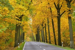 An avenue in autumnal colors