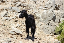 black mountain goat