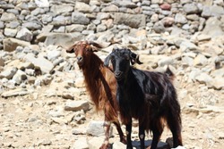 two mountain goats