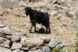 black mountain goat