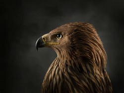 Imperial eagle portrait. Close-up of an imperial eagle muzzle.