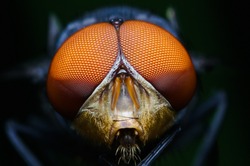 macro shot of a eyes of fly