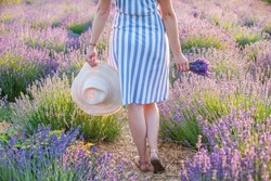 girl walks on a lavender field at sunrise holding a hat in his hands and lavender. 
