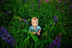 A cute little boy poses on a beautiful summer background of wild lupine flowers. Artistic bokeh.