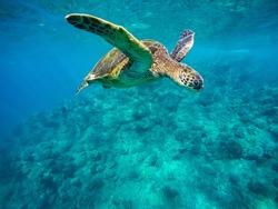Beautiful shot of a sea turtle swimming in the ocean in Maui, Hawaii