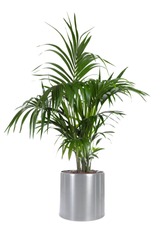 Isolated plant of Palm Tree in stainless steel pot with white background 