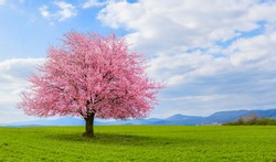 Spring time in nature with blooming tree. Blossoming cherry sakura tree on a green field with a blue sky and clouds.