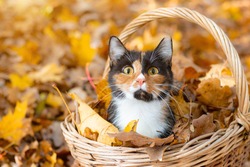 Cat in the basket. Cat sitting in a basket and autumn leaves . A young colored cat. Autumn leave. Cat in the basket. Walking a pet. Article about cats and autumn. Yellow fallen leaves. Photos for