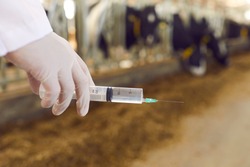 Closeup of cattle veterinarian's hand in white medical glove holding syringe with medicine or vaccine against blurred background of cow shed on livestock farm