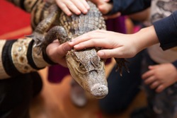 Petting zoo, kids touch the crocodile
