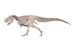Tyrannosaurus Rex (T-Rex) Skeleton, color vector illustration