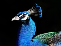 Blue Peacock Head  Portrait on Black background