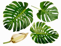Monstera miltiple leaves with seed pod isolated on white background